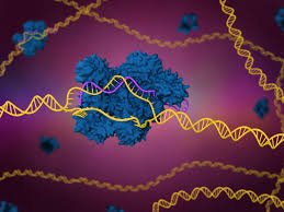 "CRISPR Technology: The Key to Eradicating Genetic Diseases?"